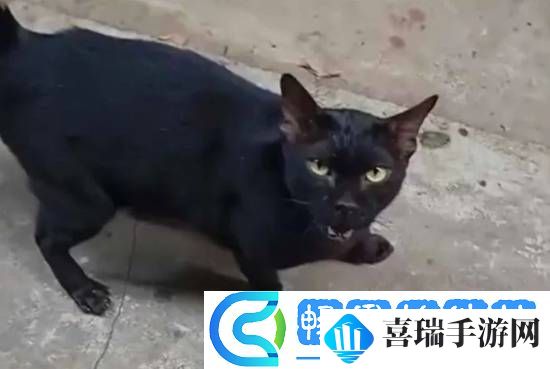 大热泰剧陷虐猫丑闻