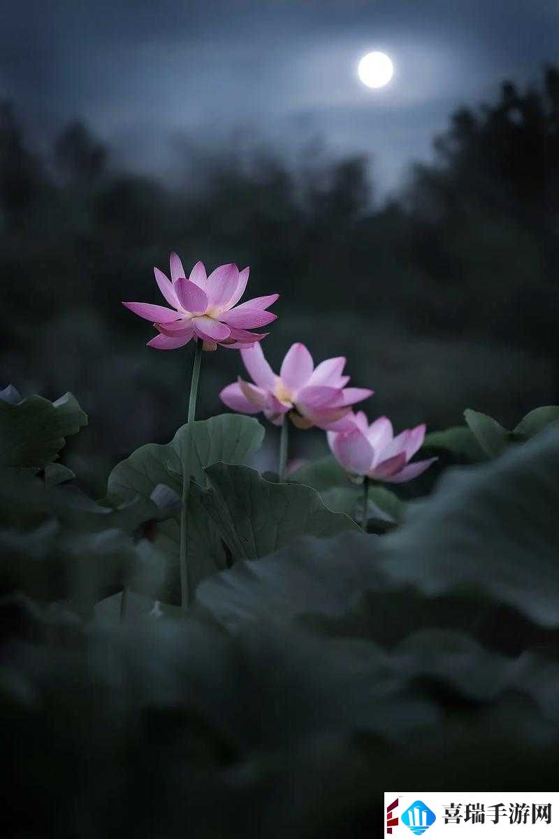 女子半夜莲花开惊艳众人